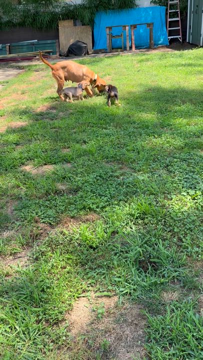 Enlarge Spruce, an adopted mixed breed in Collingswood, NJ video 5/6