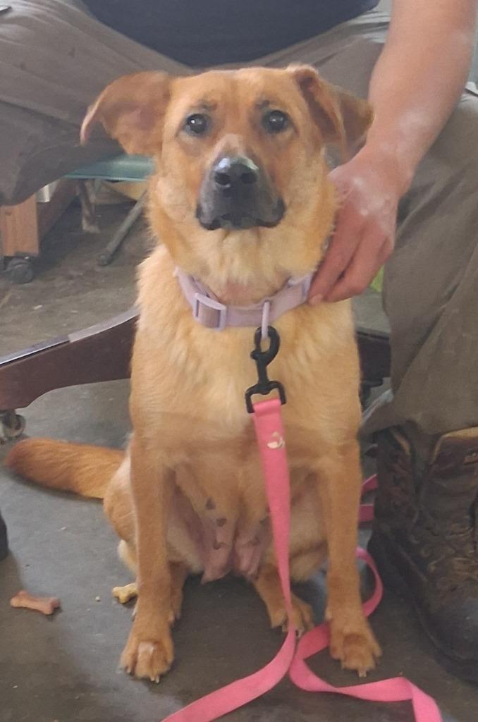 Daphne, a Adoptable mixed breed in Saint James, MN image 1/4