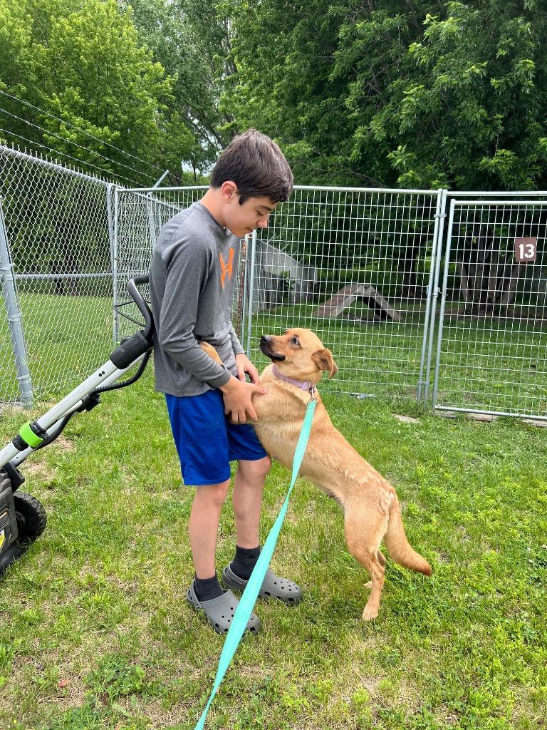Daphne, a Adoptable mixed breed in Saint James, MN image 2/4