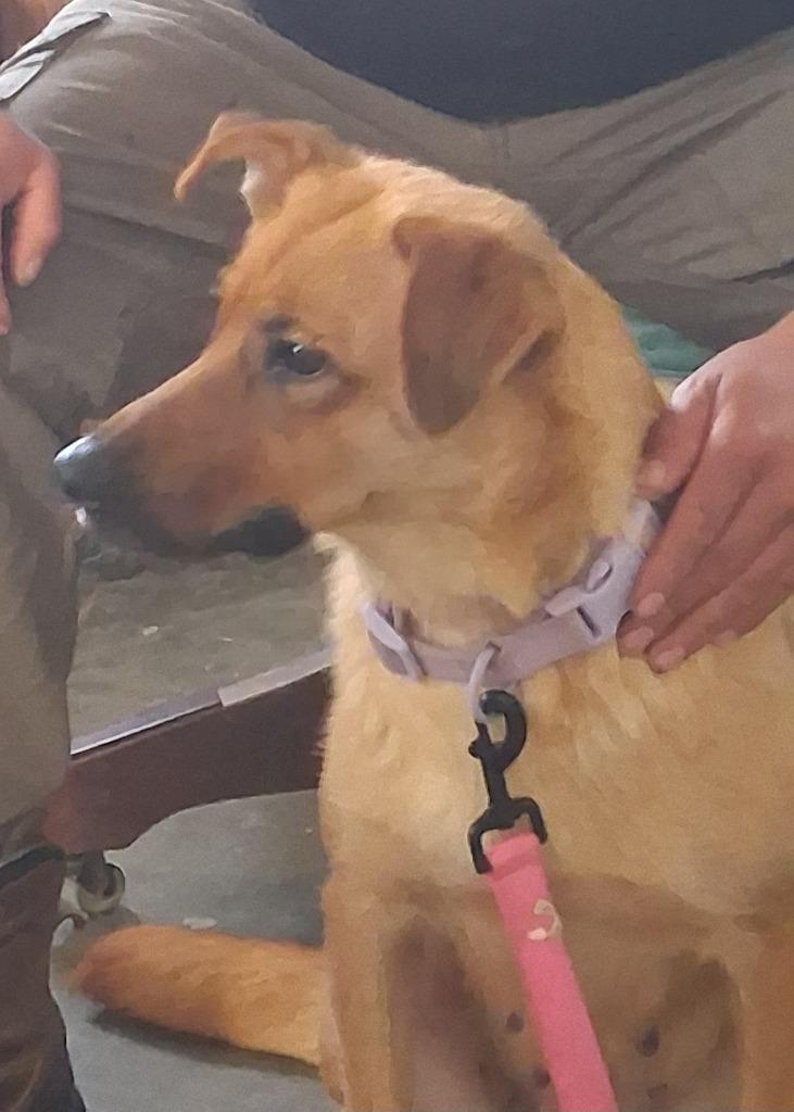 Daphne, a Adoptable mixed breed in Saint James, MN image 3/4