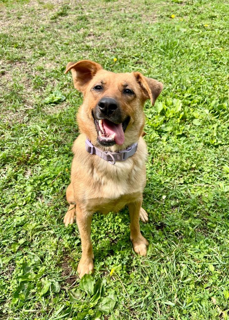 Daphne, a Adoptable mixed breed in Saint James, MN image 4/4