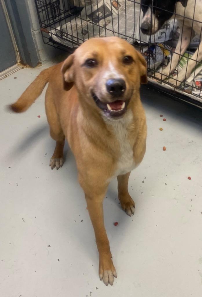 Enlarge Chuck, a Adoptable Labrador Retriever in Greenwood, MS image 2/3