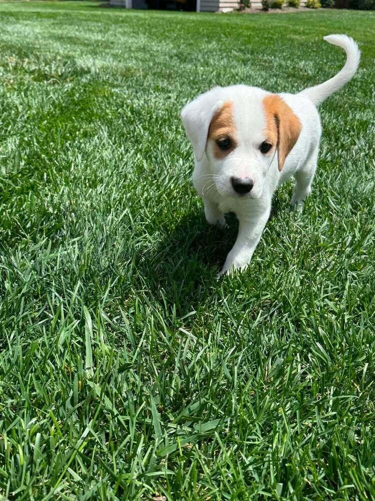 Enlarge Oaklee (Lee Litter), a Adoptable mixed breed in New Albany, OH image 1/3