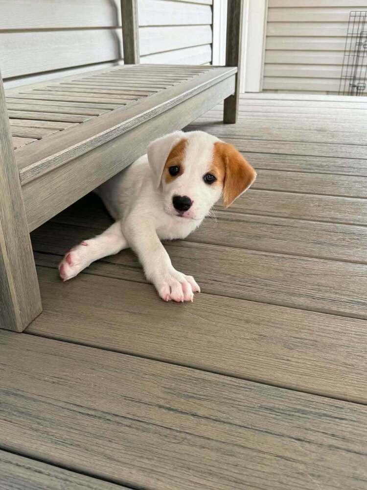 Enlarge Oaklee (Lee Litter), a Adoptable mixed breed in New Albany, OH image 2/3