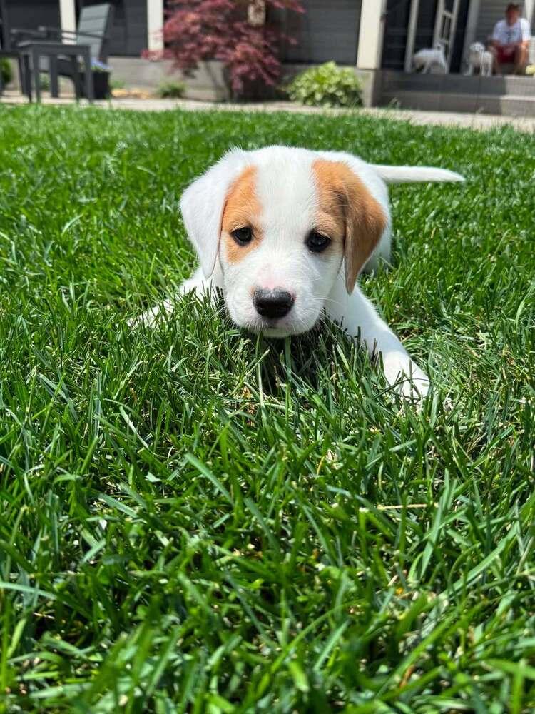 Enlarge Oaklee (Lee Litter), a Adoptable mixed breed in New Albany, OH image 3/3