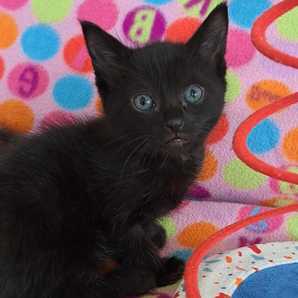 Enlarge Nosey, an adoptable Domestic Short Hair in Niantic, CT image 1/4