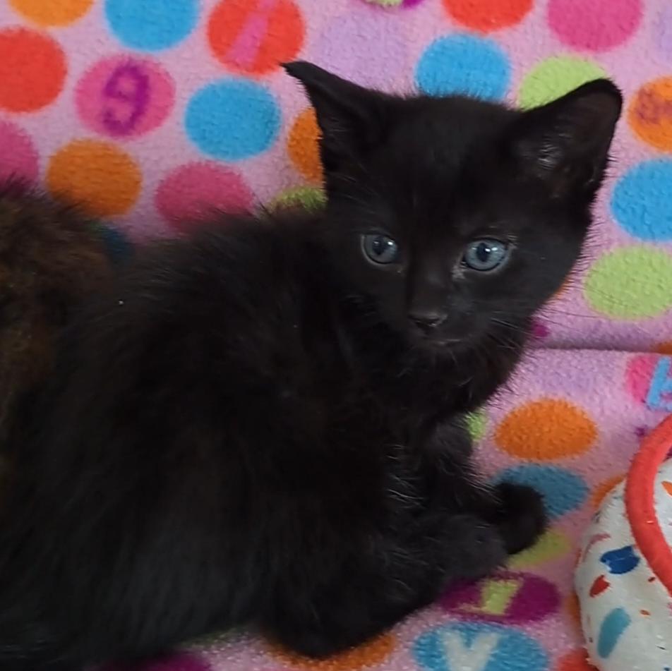 Enlarge Nosey, an adoptable Domestic Short Hair in Niantic, CT image 4/4