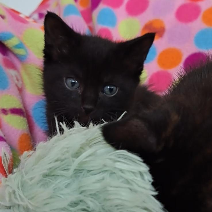 Enlarge Nosey, an adoptable Domestic Short Hair in Niantic, CT image 3/4