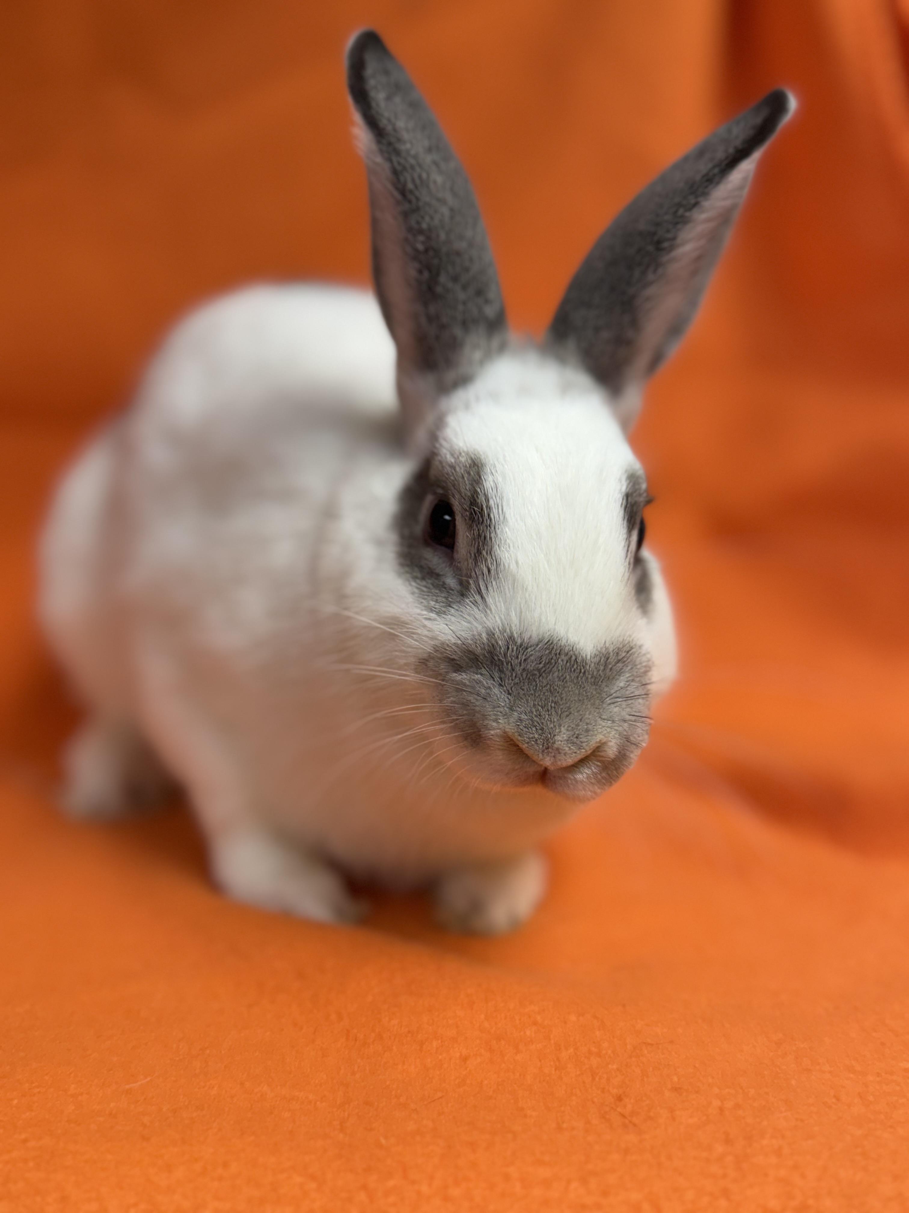 Enlarge Enid, a Adoptable English Spot in Edinburg, PA image 4/5
