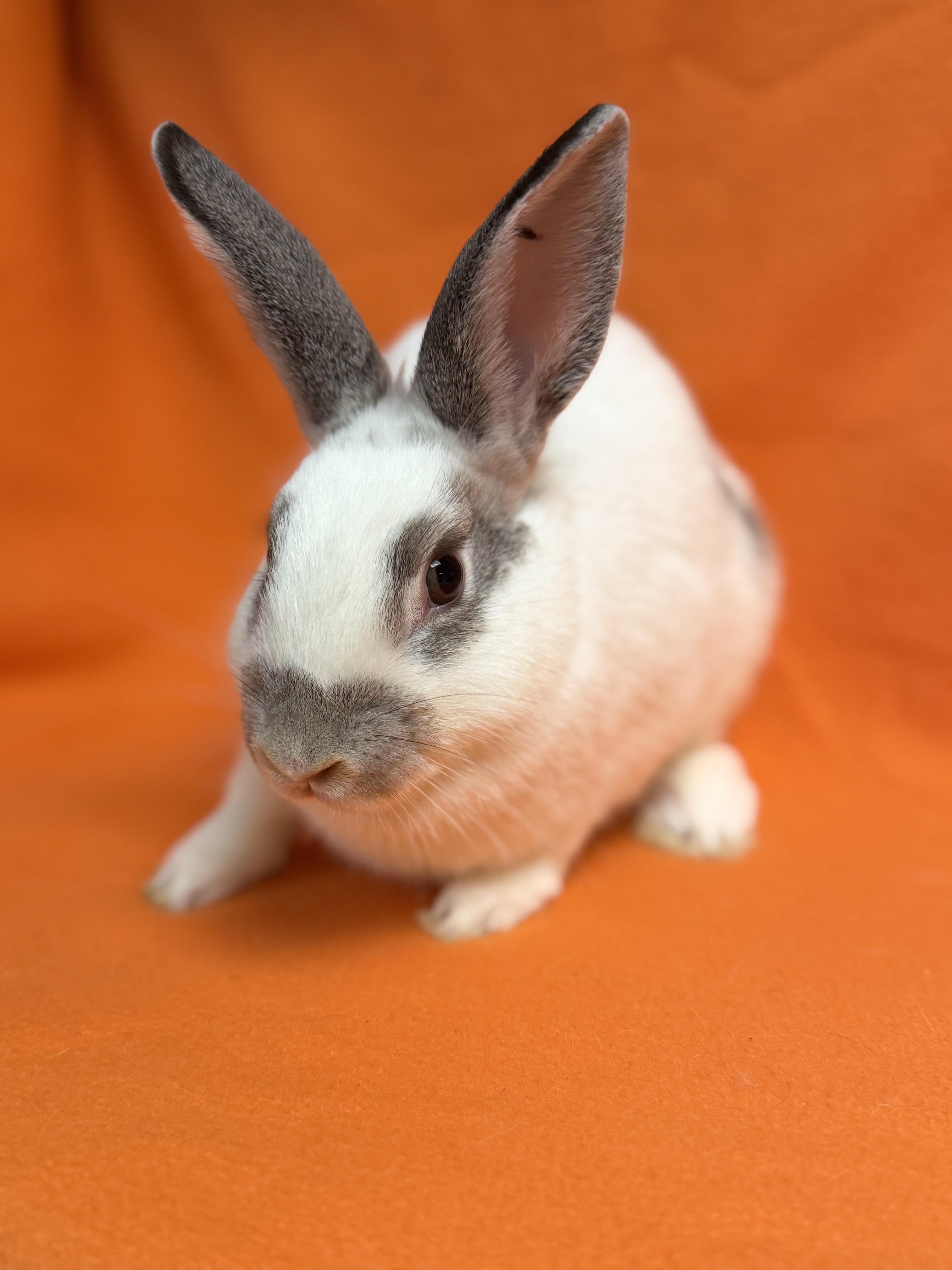 Enlarge Enid, a Adoptable English Spot in Edinburg, PA image 3/5
