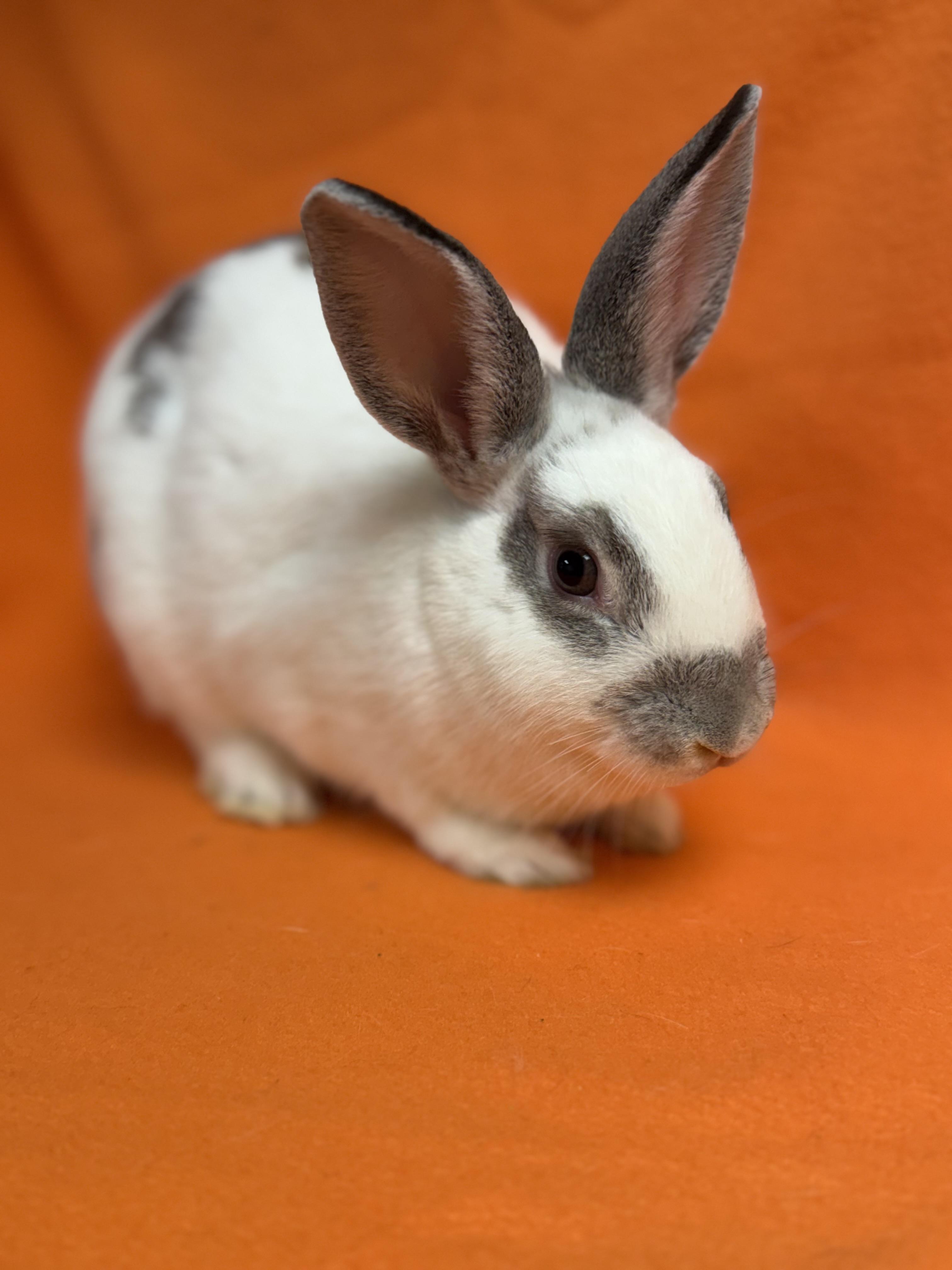 Enid, Adoptable, Baby Female English Spot.