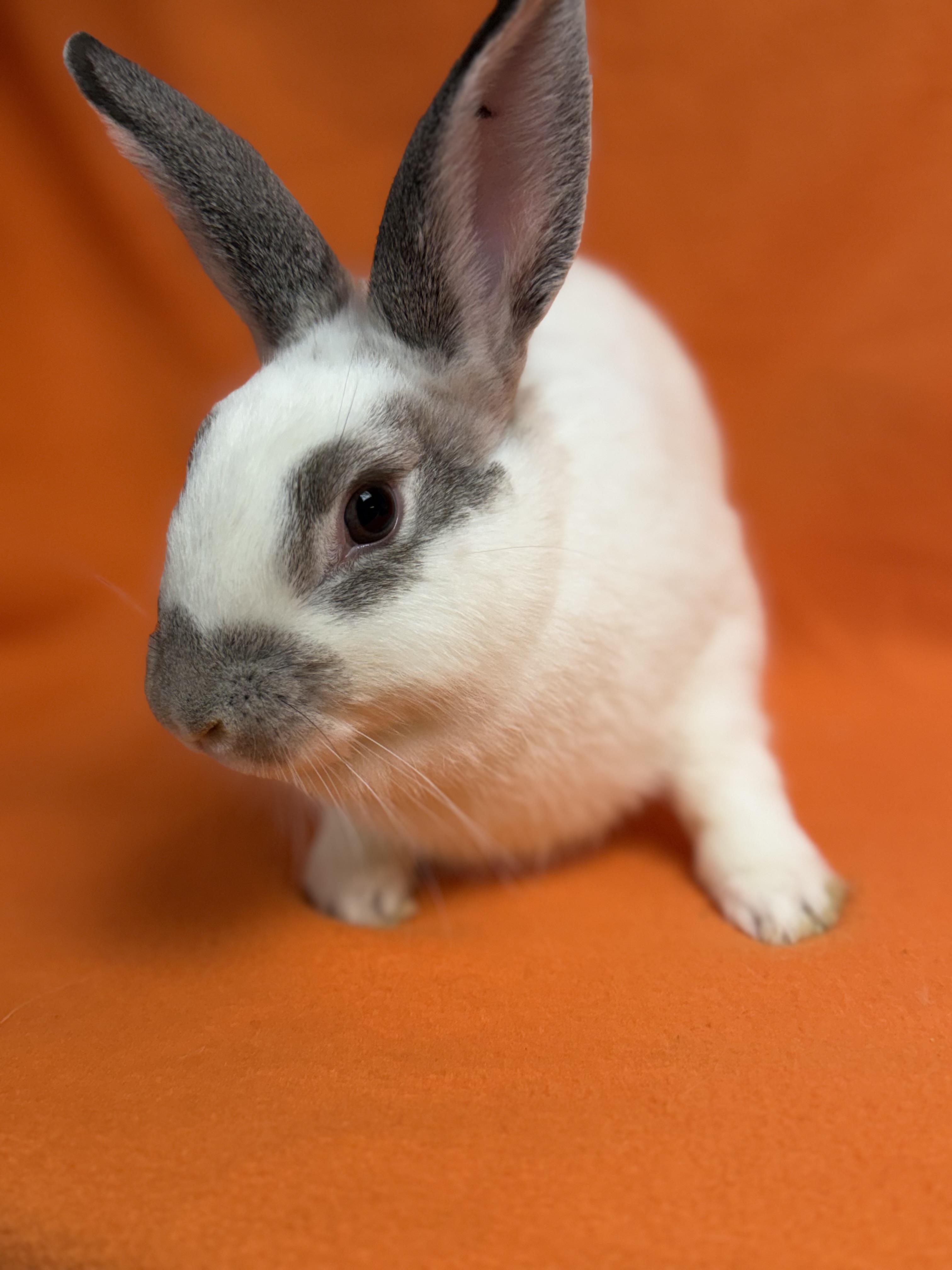 Enlarge Enid, a Adoptable English Spot in Edinburg, PA image 5/5
