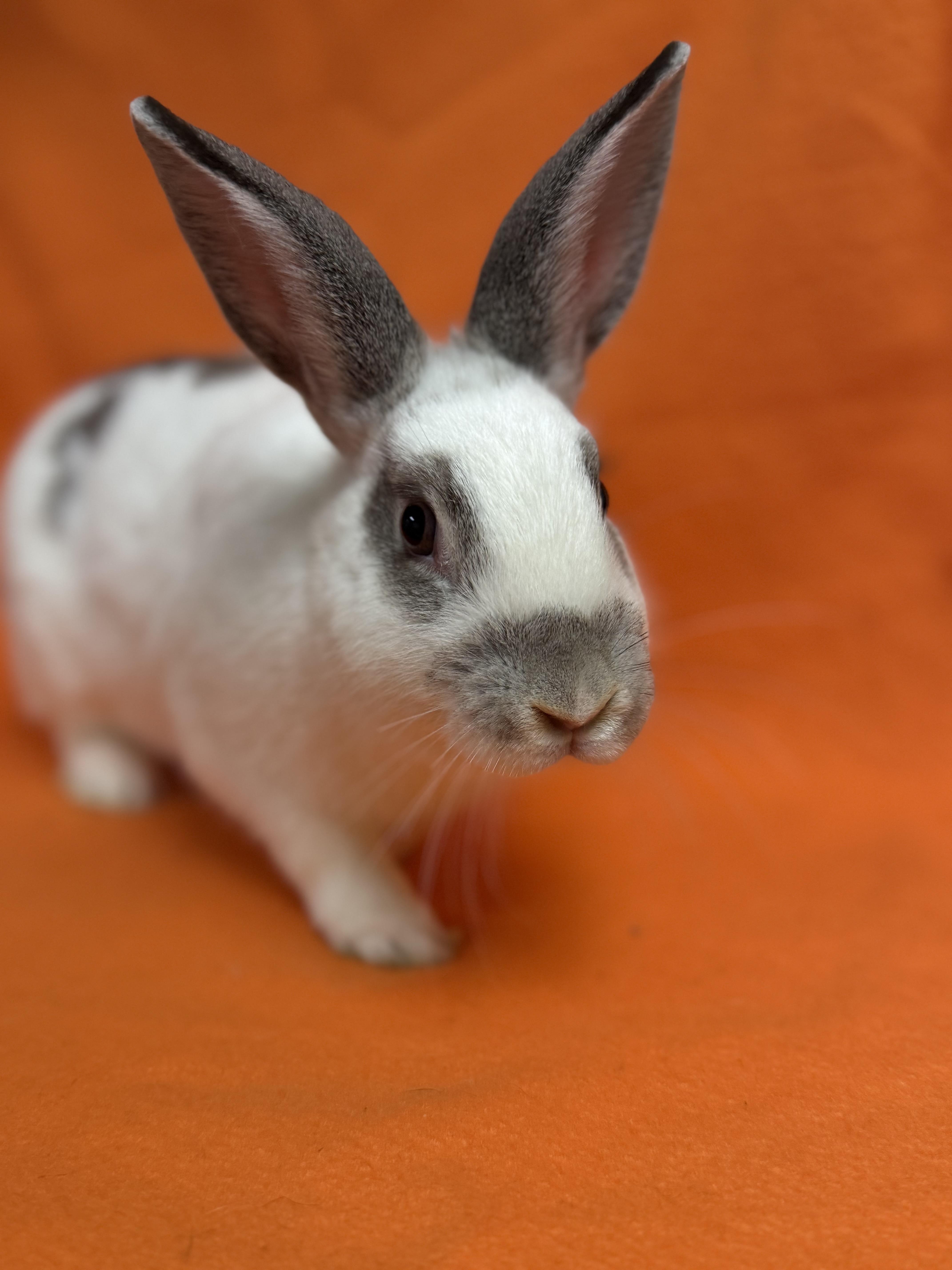 Enlarge Enid, a Adoptable English Spot in Edinburg, PA image 2/5