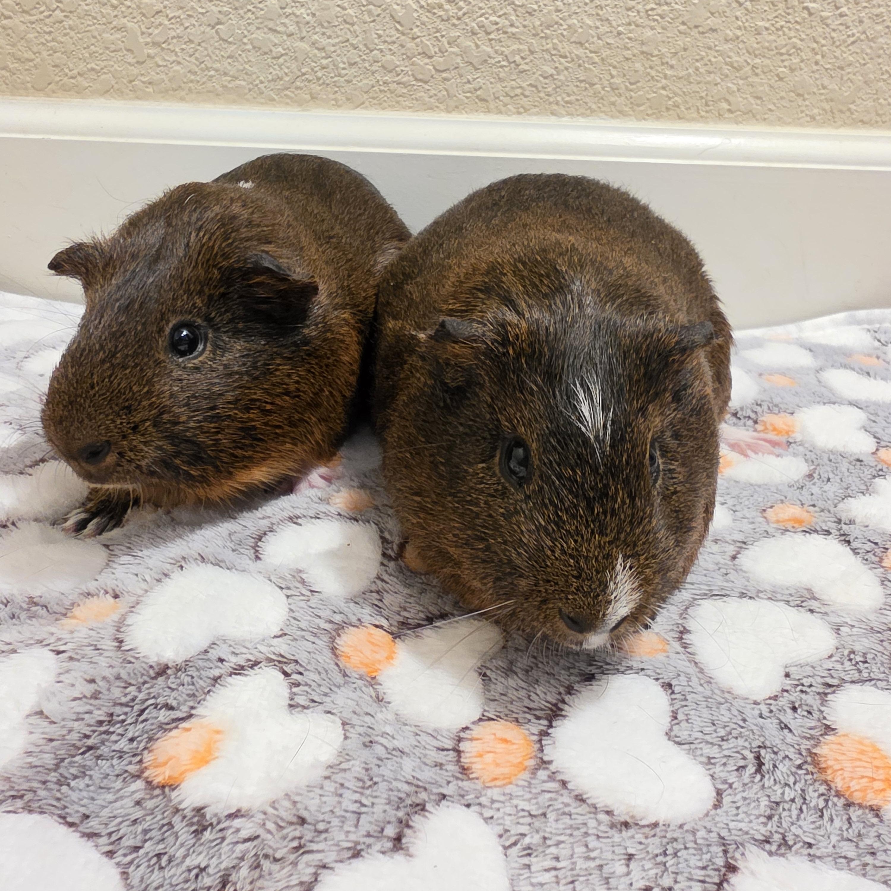 Cedar and Oak, a Adoptable Guinea Pig in Walnut Grove, CA image 2/4
