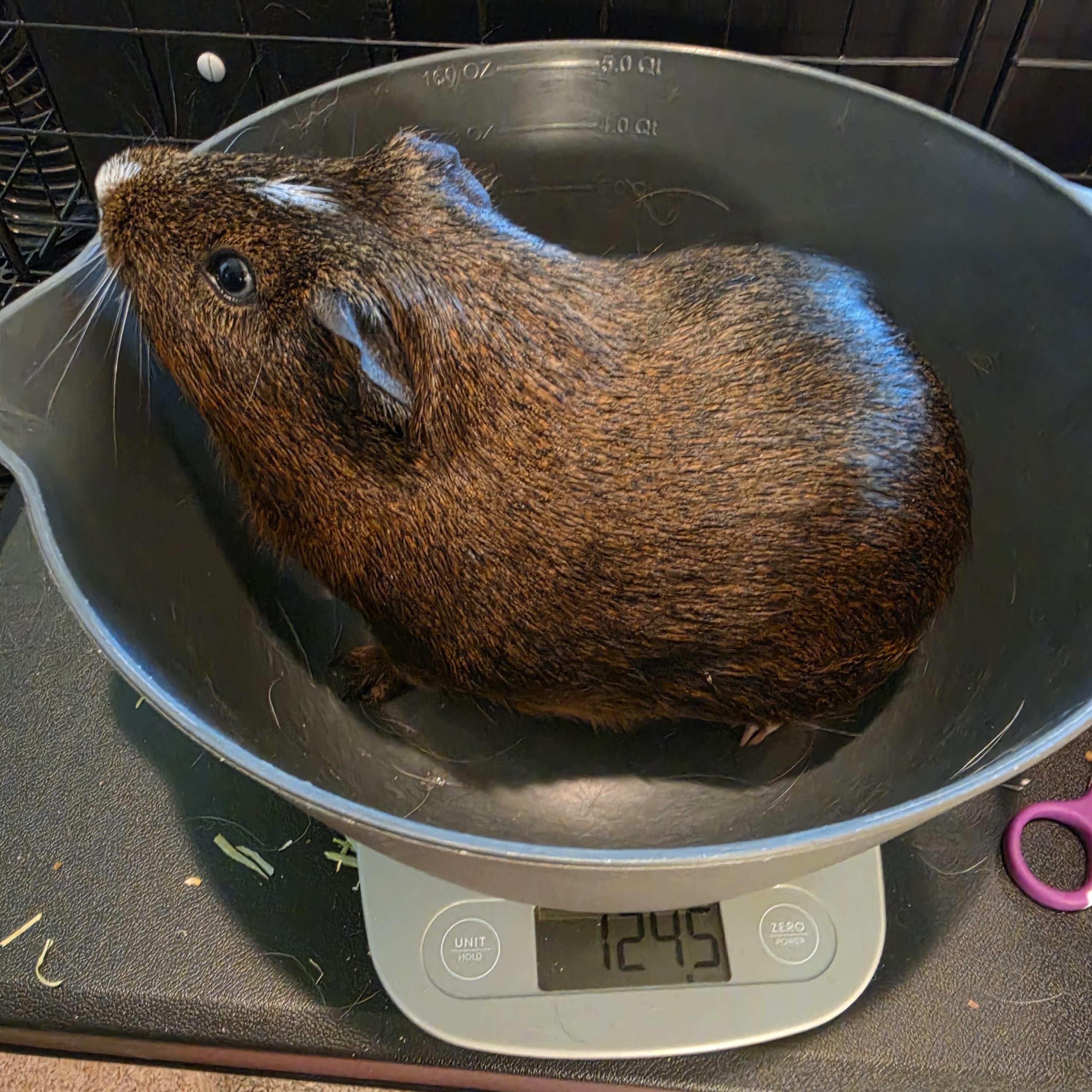 Cedar and Oak, a Adoptable Guinea Pig in Walnut Grove, CA image 4/4