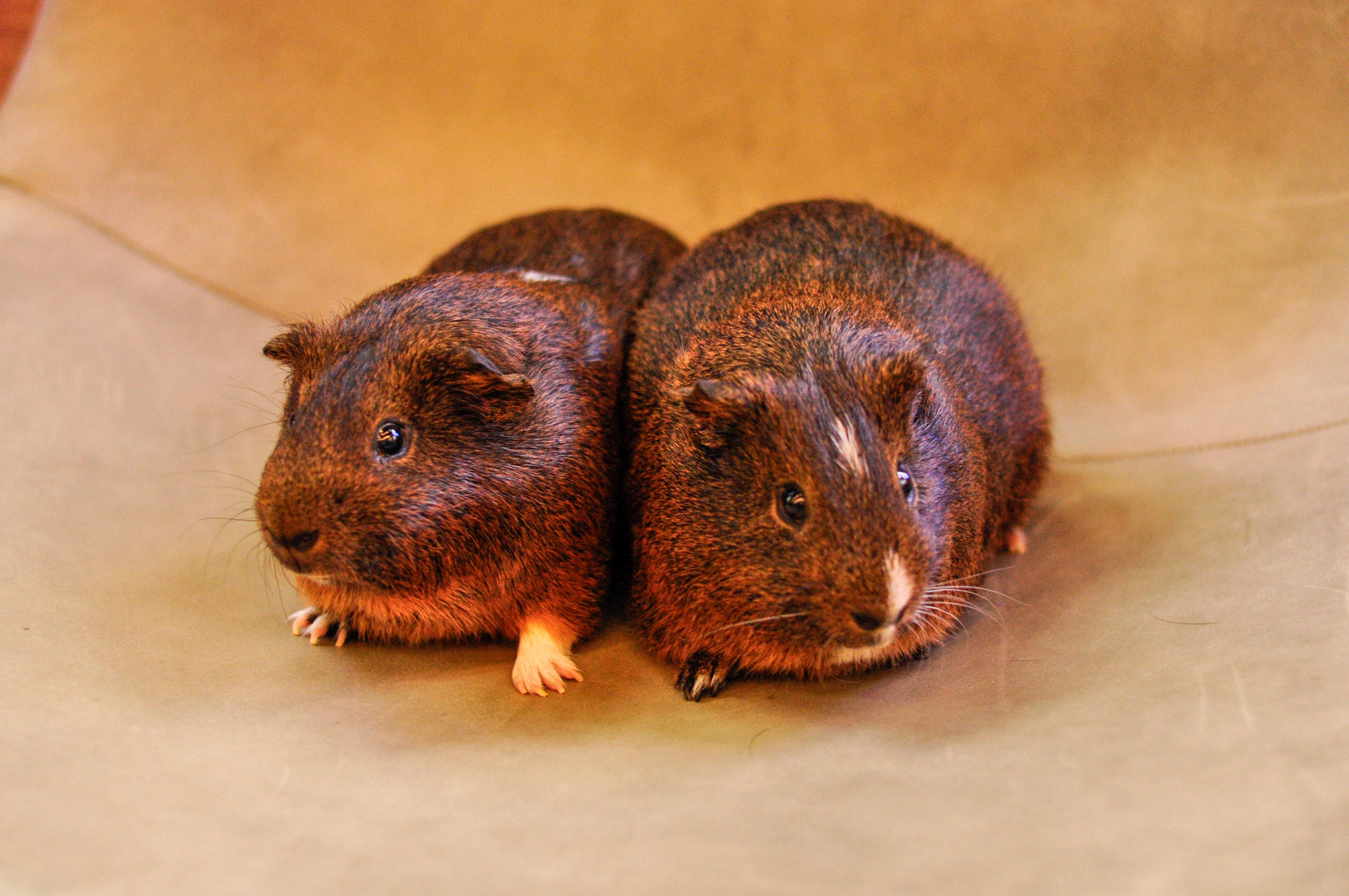 Enlarge Cedar and Oak, a Adoptable Guinea Pig in Walnut Grove, CA image 1/3