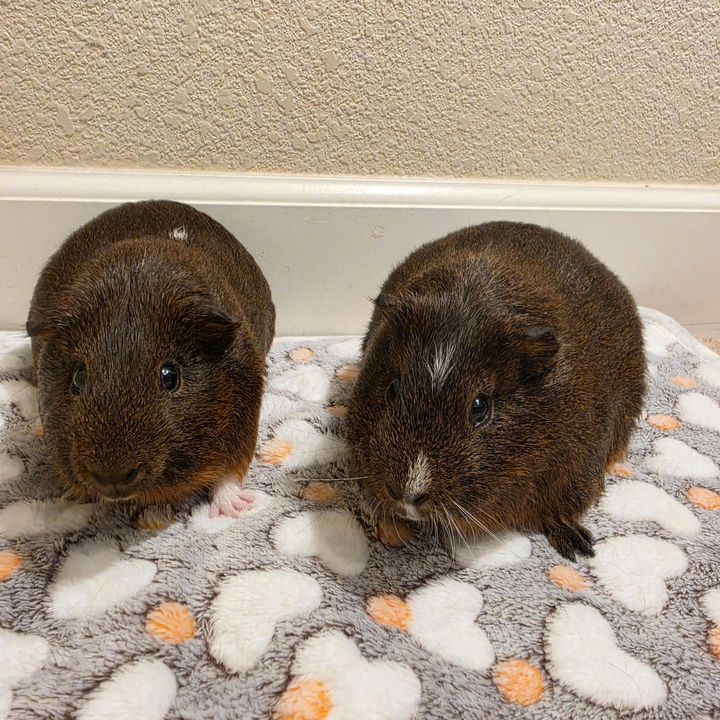 Cedar and Oak, a Adoptable Guinea Pig in Walnut Grove, CA image 1/4