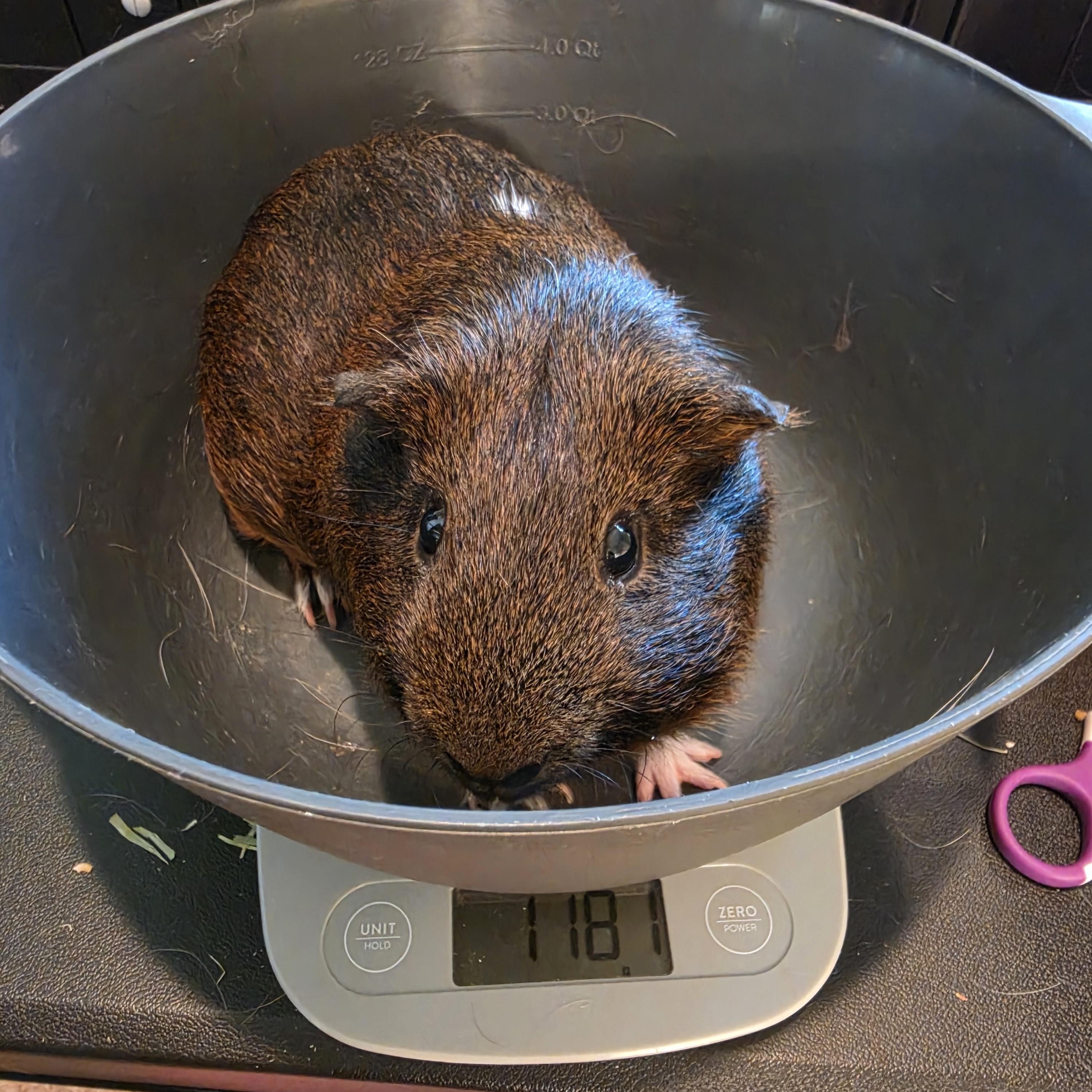 Cedar and Oak, a Adoptable Guinea Pig in Walnut Grove, CA image 3/4