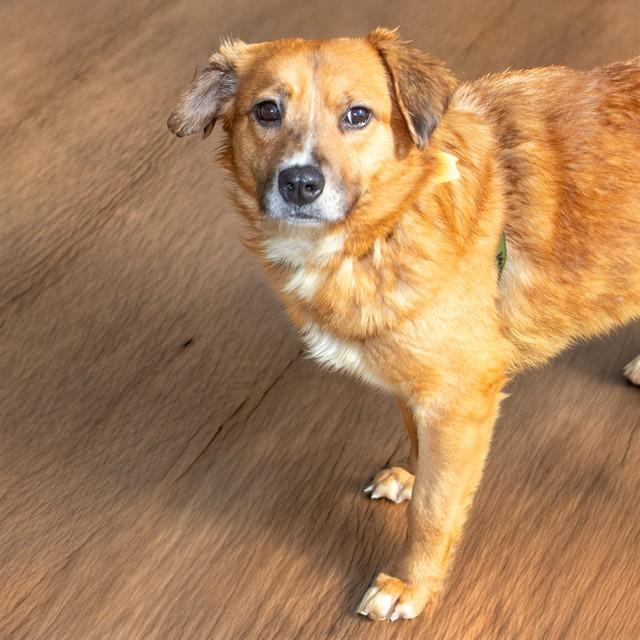 Enlarge SIDNEY, a Adoptable mixed breed in Saint Louis, MO image 1/1