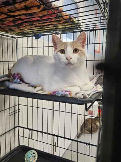 Caramel, Adoptable, Adult Male Domestic Short Hair & Domestic Short Hair.