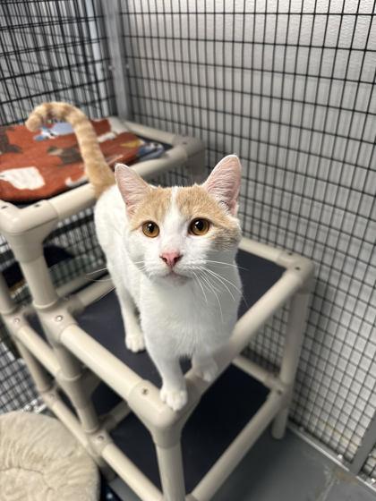 Enlarge Caramel, a Adoptable mixed breed in Mount Pleasant, IA image 2/3
