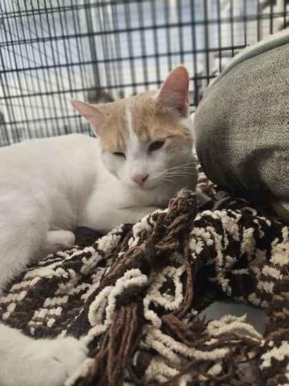 Enlarge Caramel, a Adoptable mixed breed in Mount Pleasant, IA image 3/3