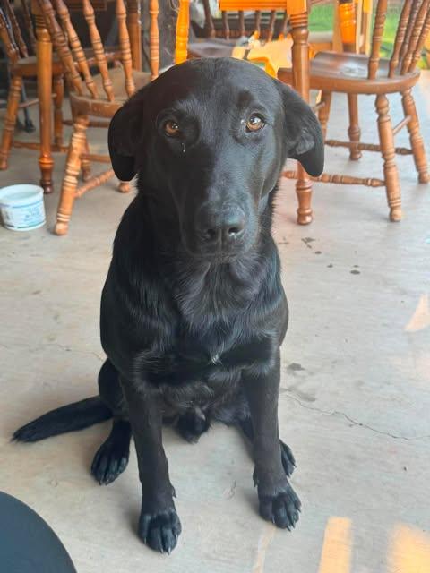 Enlarge Leo, an adopted mixed breed in Wichita Falls, TX image 1/1