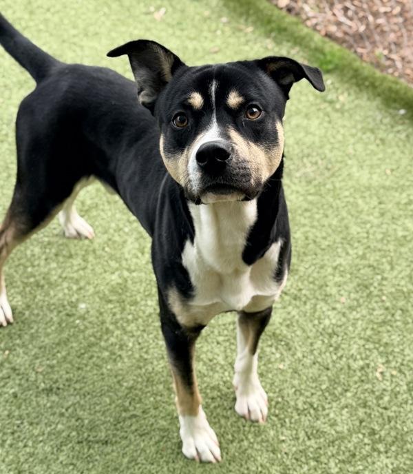 Brisket, Adoptable, Young Male Pit Bull Terrier.