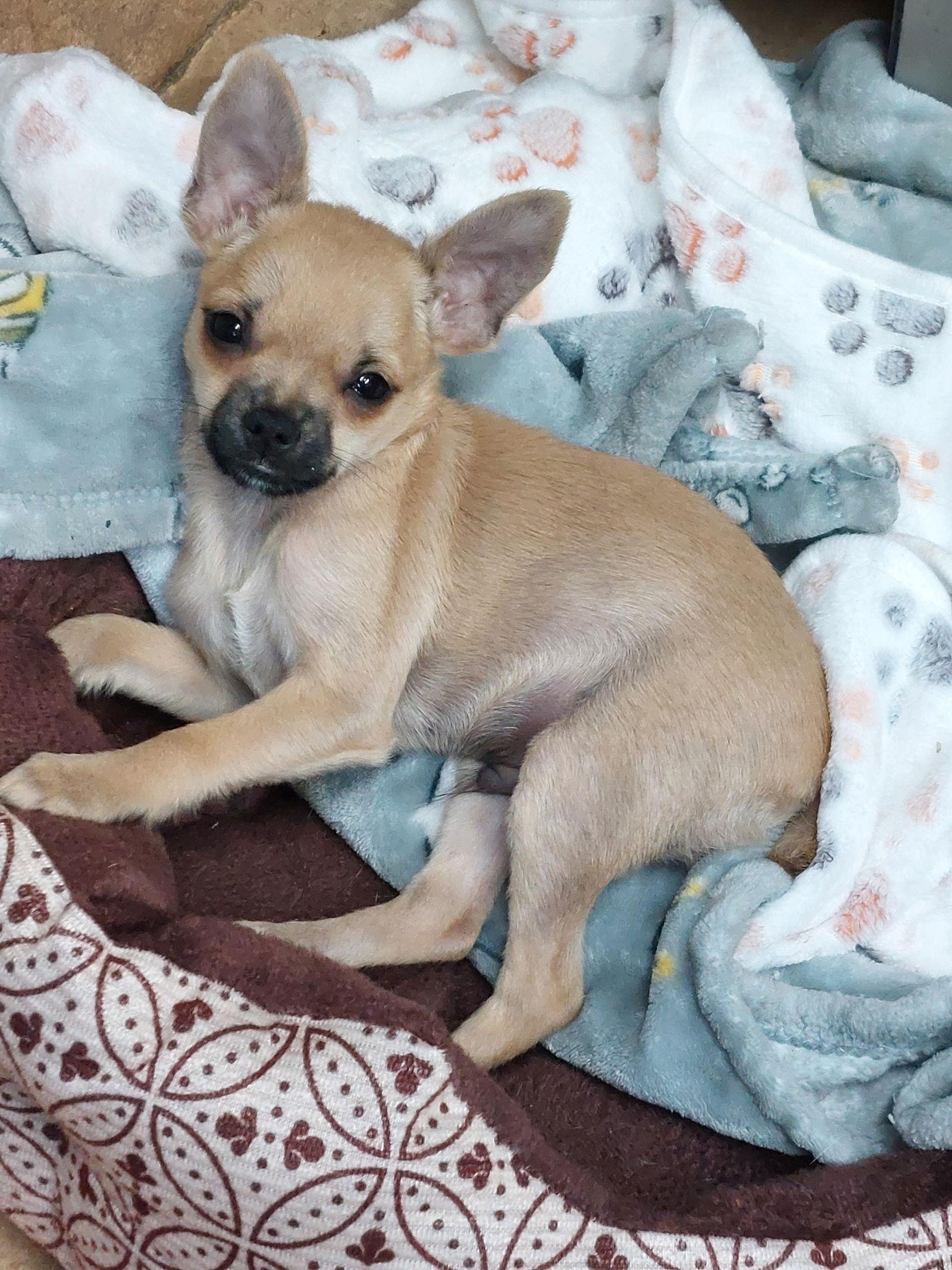 Paco, a Adoptable mixed breed in Sanford, FL image 1/3