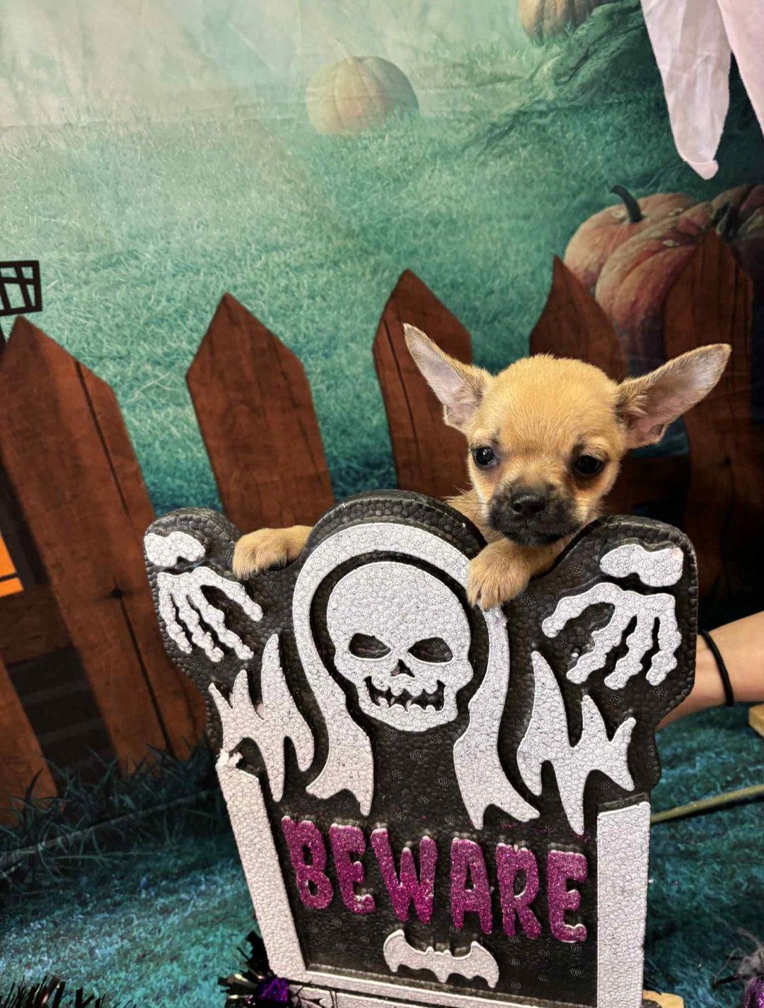 Paco, a Adoptable mixed breed in Sanford, FL image 3/3