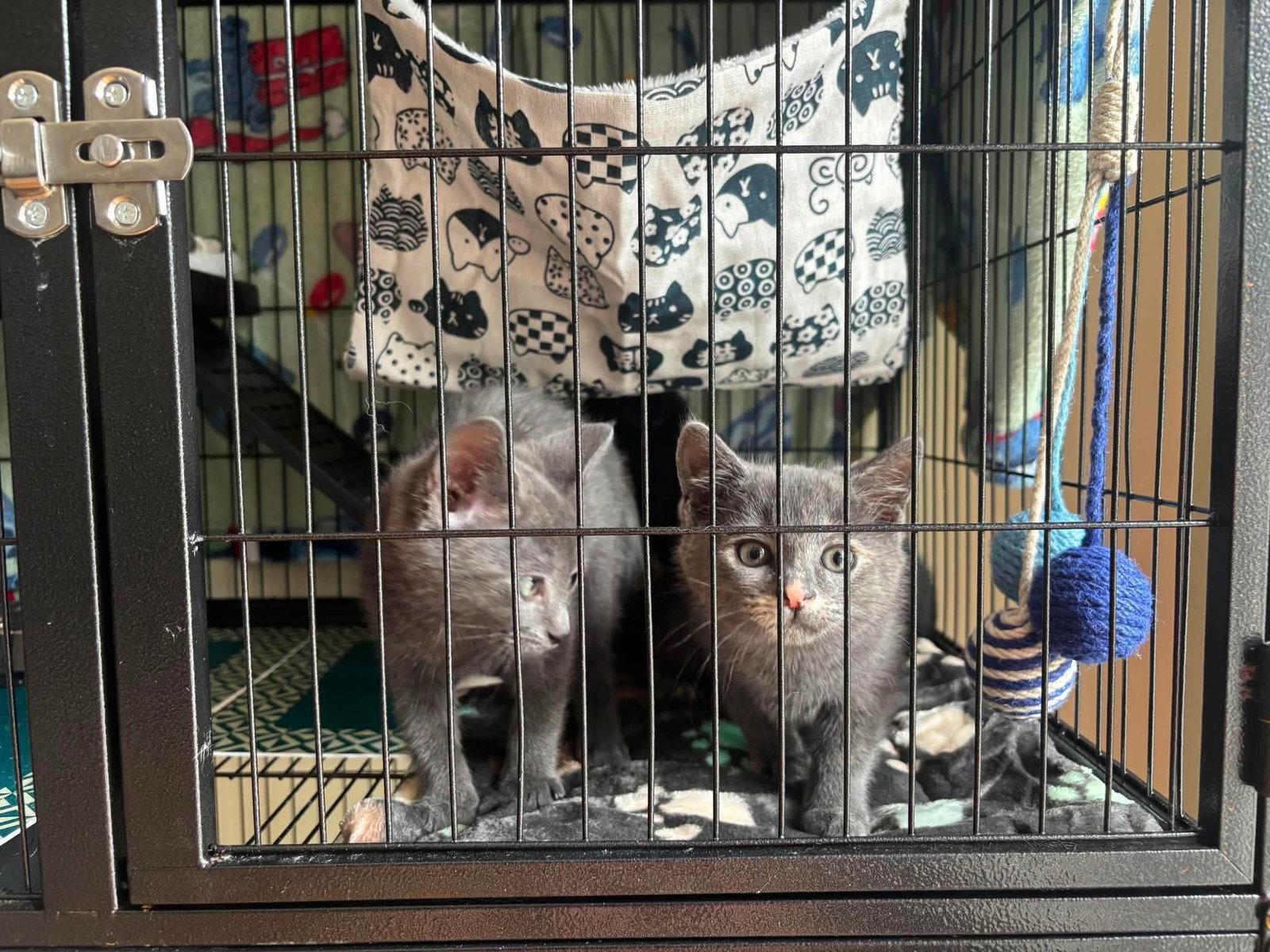 Poseidon, Adopted, Young Male Domestic Short Hair.