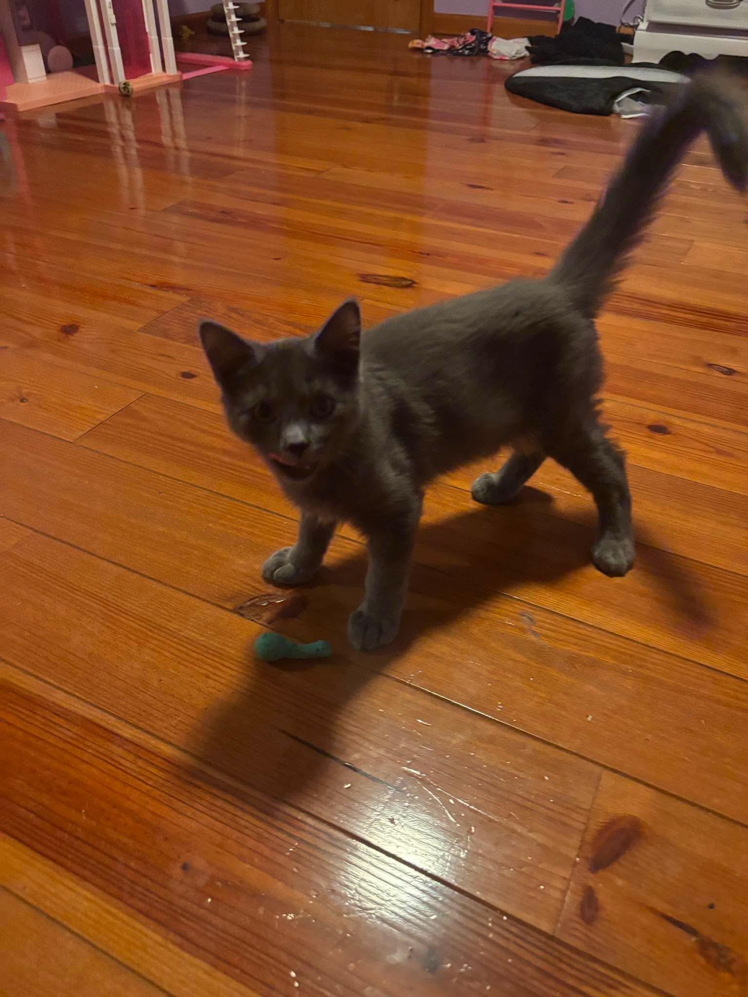 Poseidon, a Adopted Domestic Short Hair in Sicklerville , NJ image 2/3