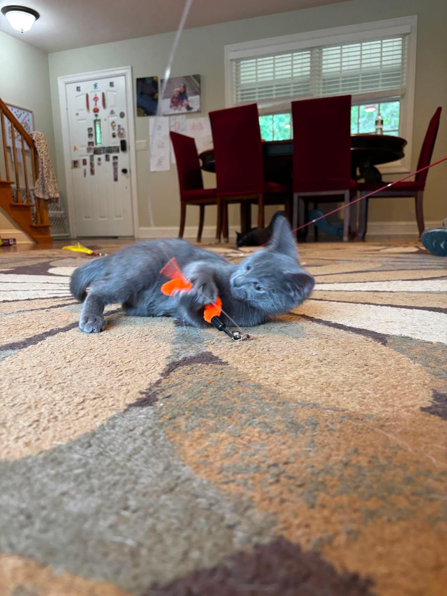 Poseidon, a Adopted Domestic Short Hair in Sicklerville , NJ image 3/3