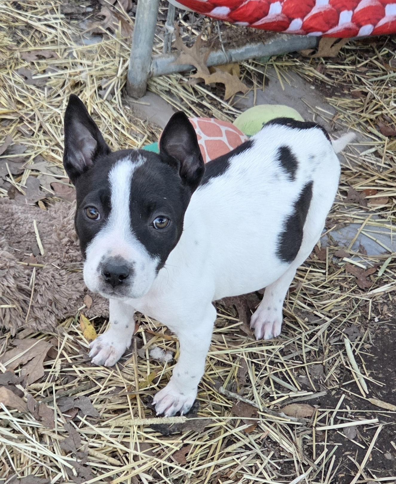 Enlarge Domino, a ADOPTABLE mixed breed in Dallas, TX image 2/4