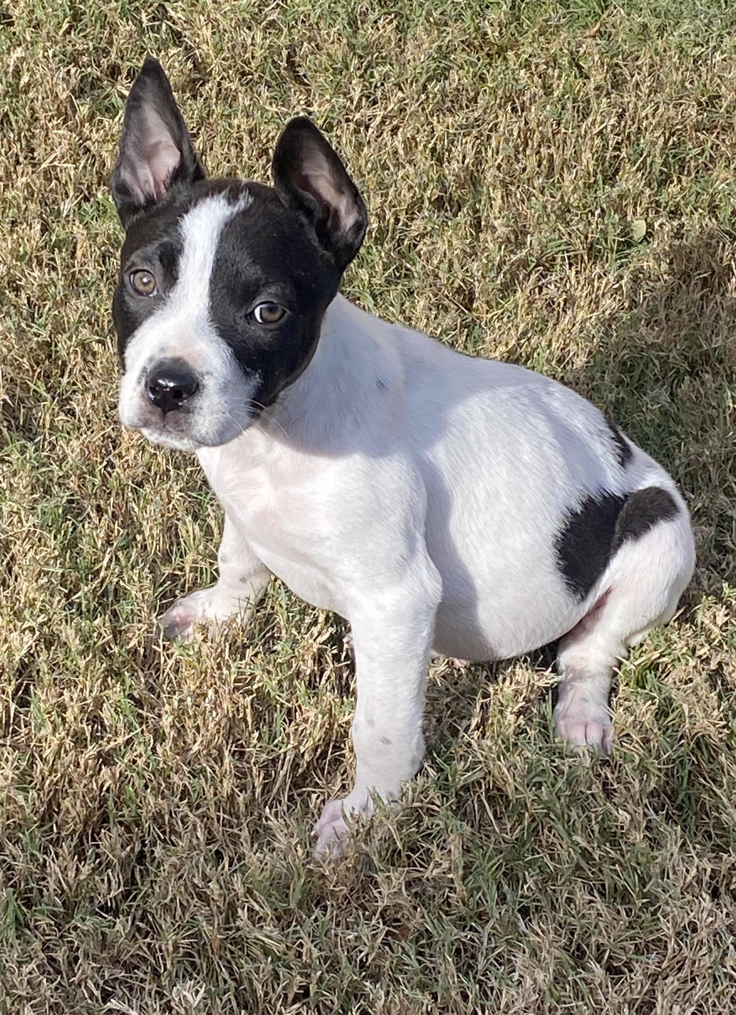 Enlarge Domino, a ADOPTABLE mixed breed in Dallas, TX image 4/4