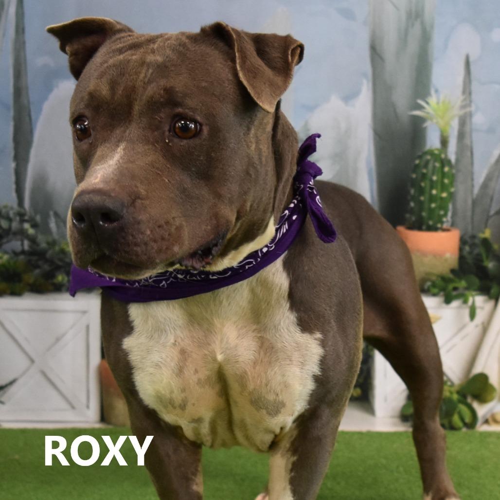 Roxy, Adoptable, Senior Female Pit Bull Terrier.
