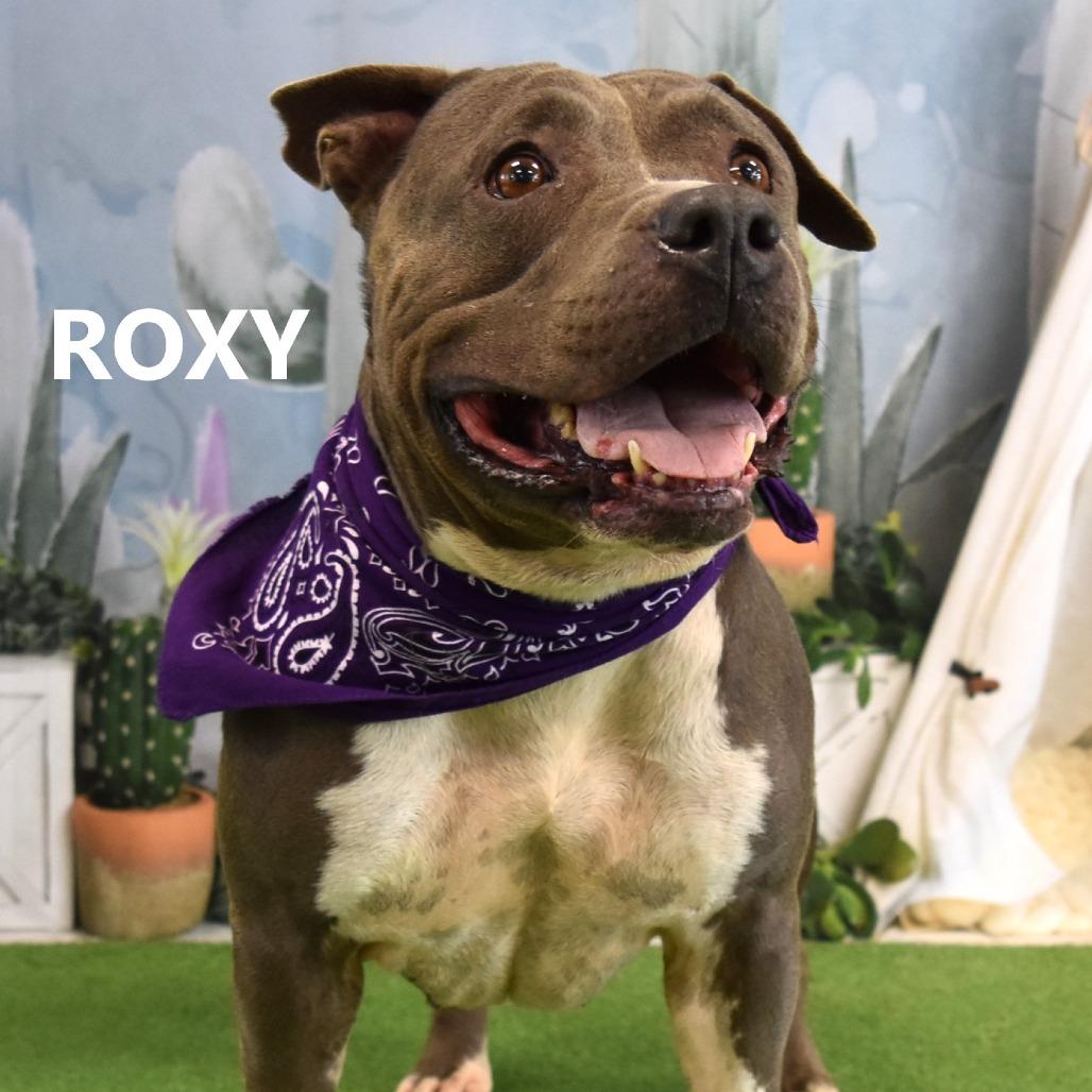 Enlarge Roxy, a Adoptable Pit Bull Terrier in Yuma, AZ image 3/4