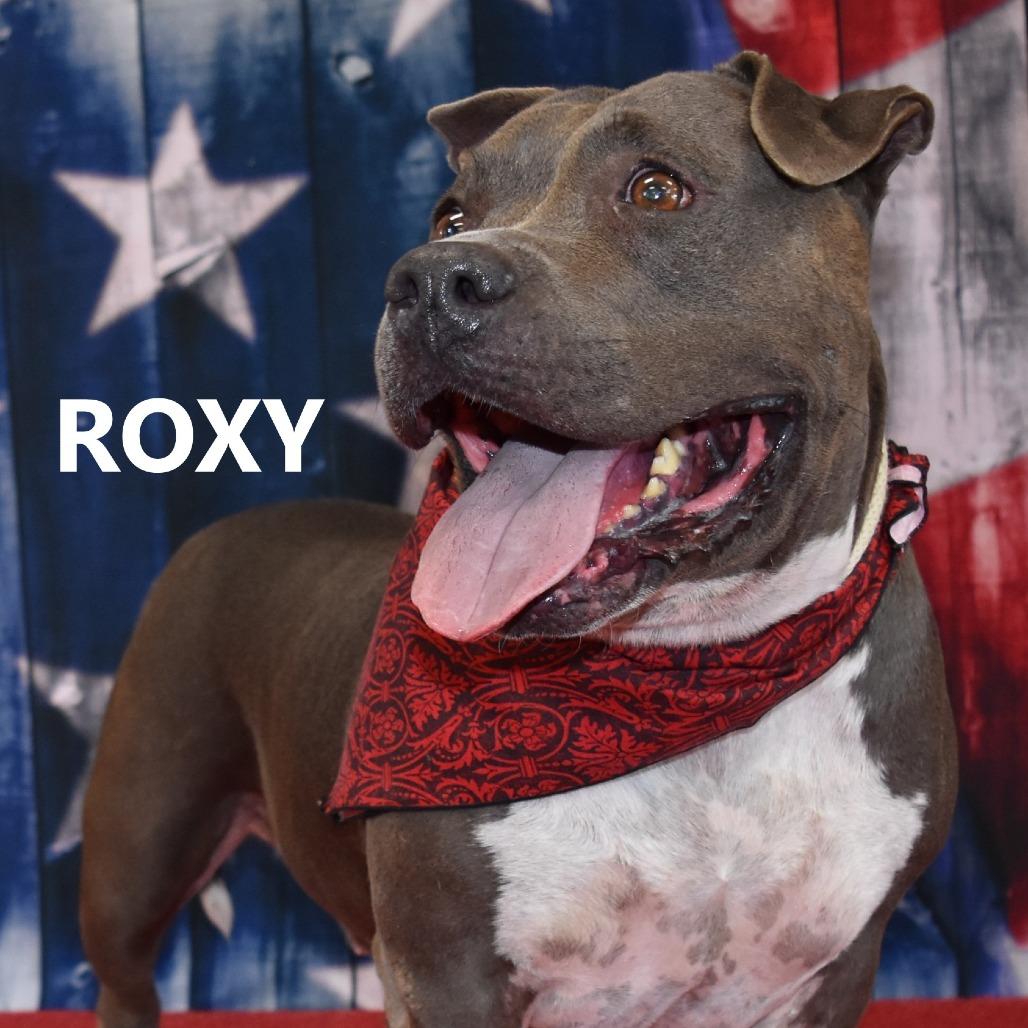 Enlarge Roxy, a Adoptable Pit Bull Terrier in Yuma, AZ image 4/4