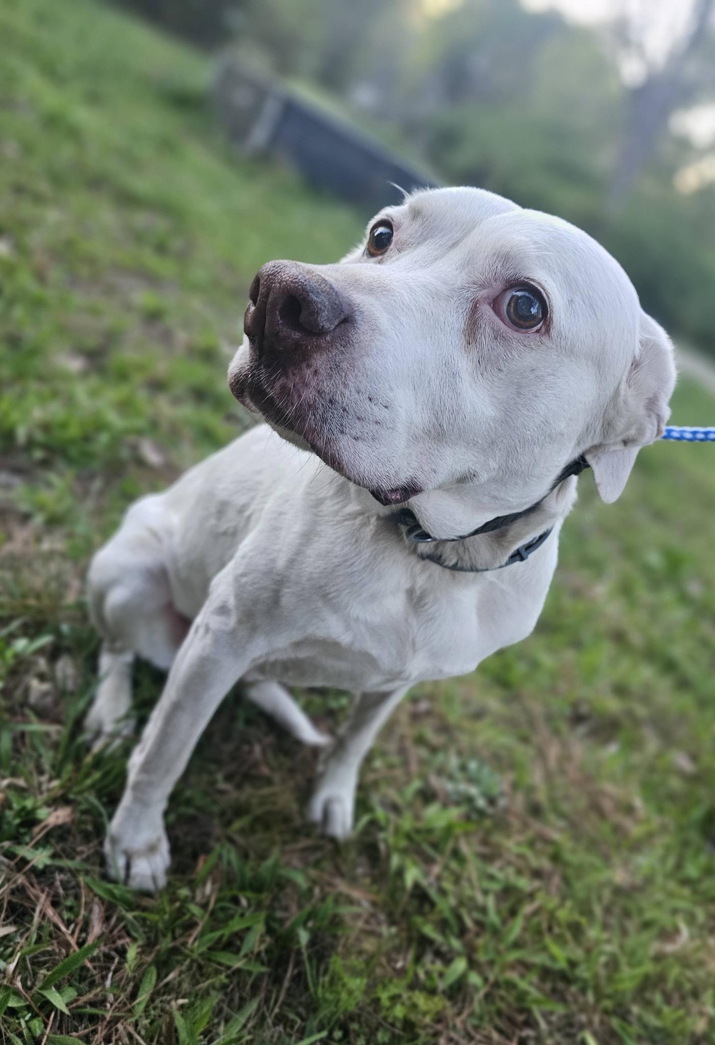 Enlarge Seraphina, a ADOPTABLE Labrador Retriever in Fort Payne, AL image 3/6