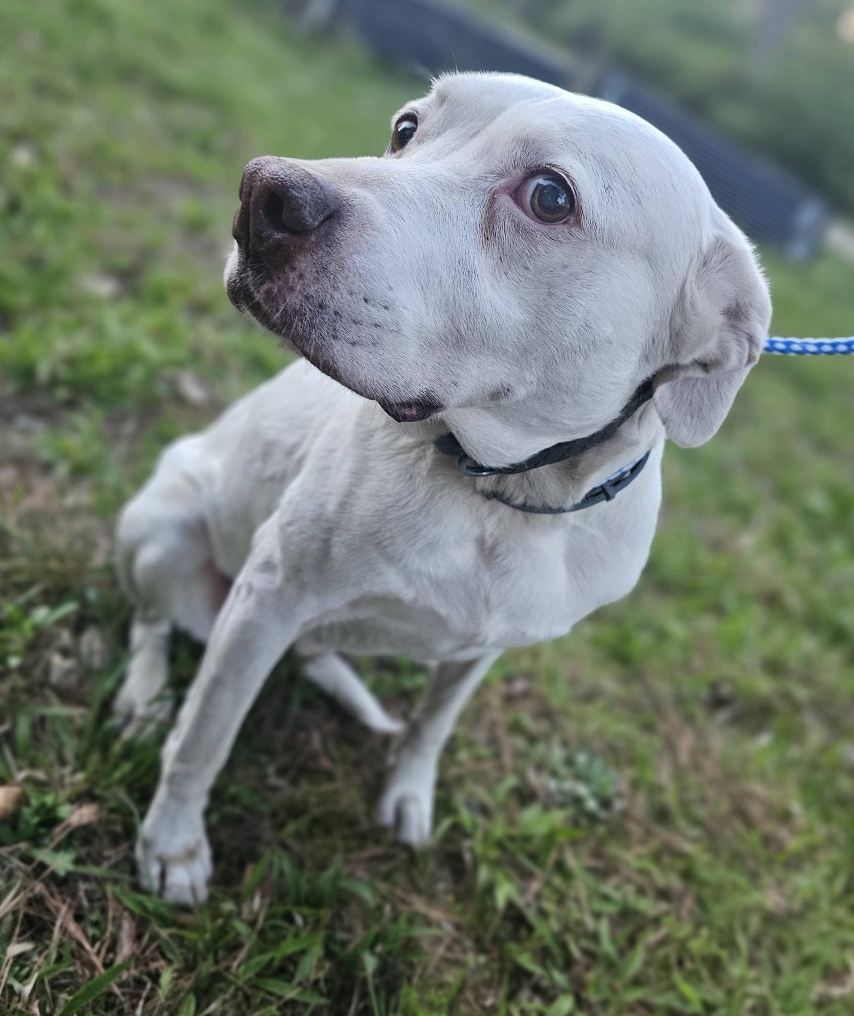 Enlarge Seraphina, a ADOPTABLE Labrador Retriever in Fort Payne, AL image 1/6