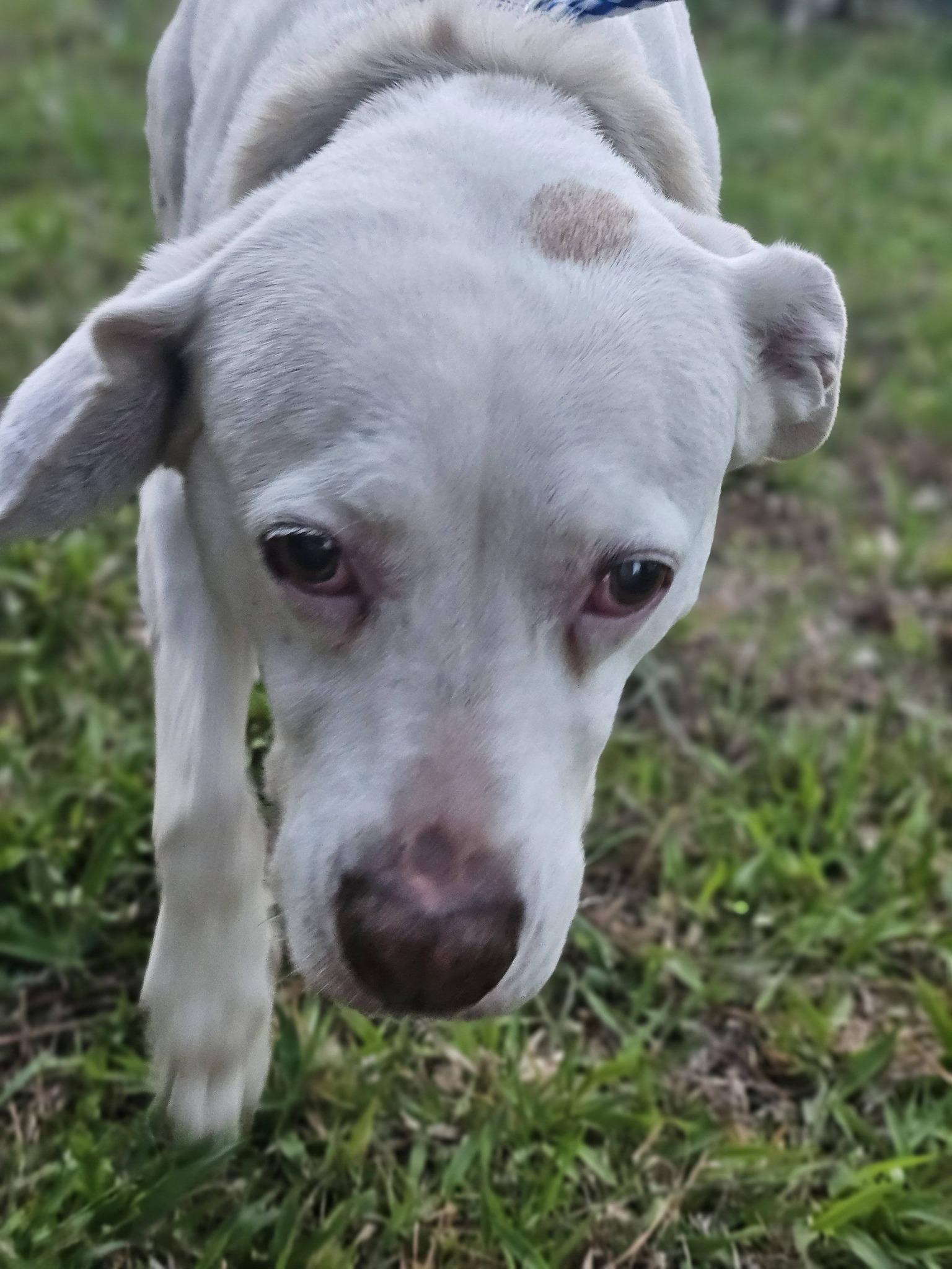 Enlarge Seraphina, a ADOPTABLE Labrador Retriever in Fort Payne, AL image 4/6