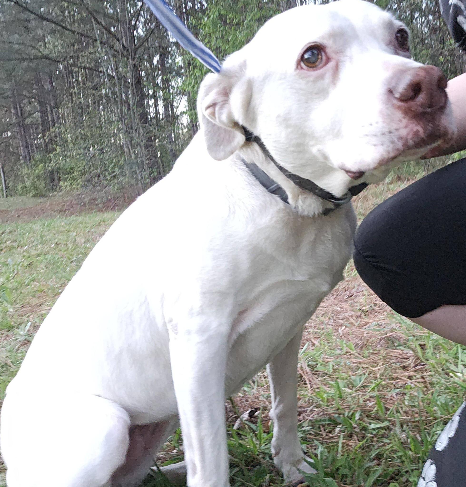 Enlarge Seraphina, a ADOPTABLE Labrador Retriever in Fort Payne, AL image 5/6
