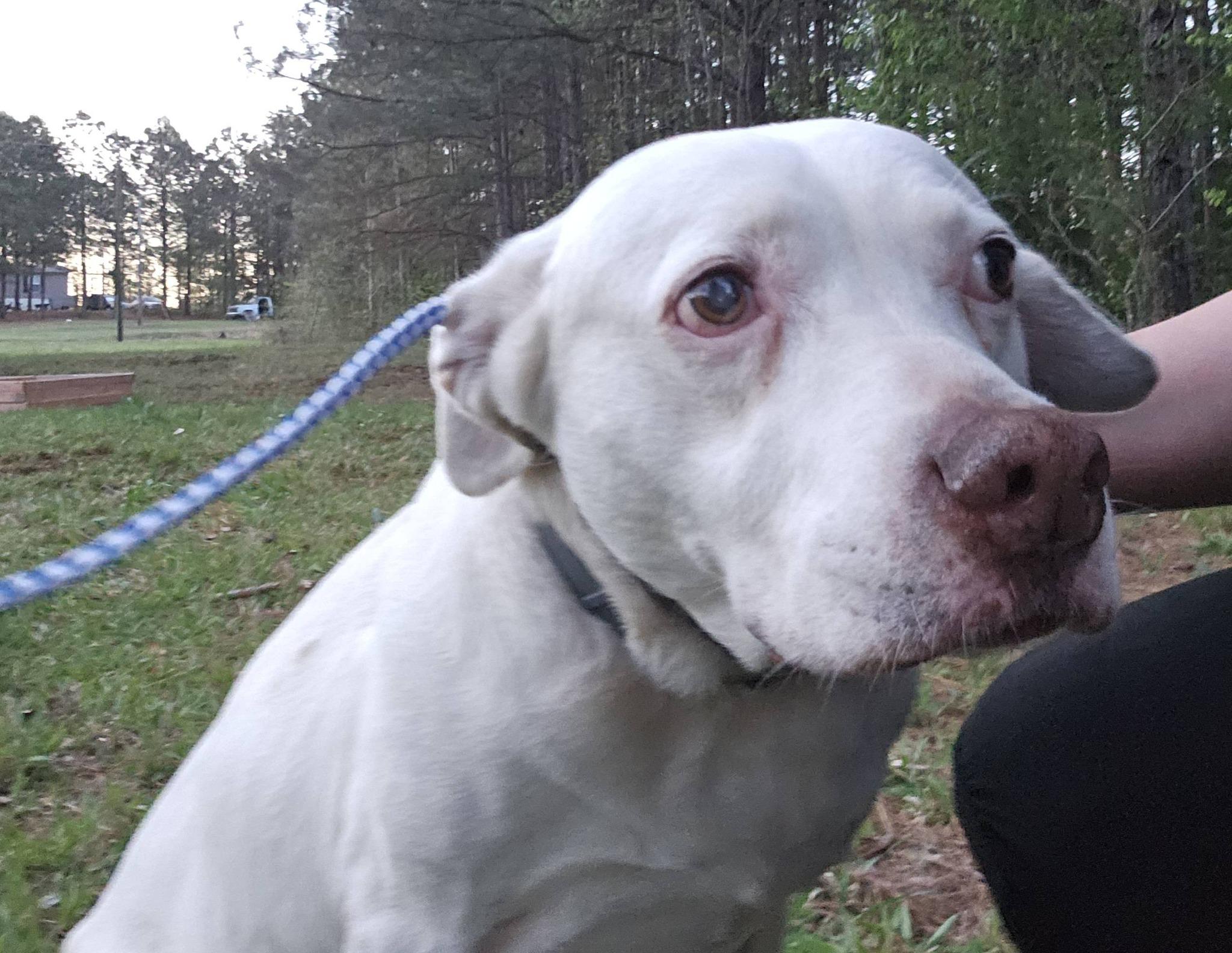 Enlarge Seraphina, a ADOPTABLE Labrador Retriever in Fort Payne, AL image 2/6