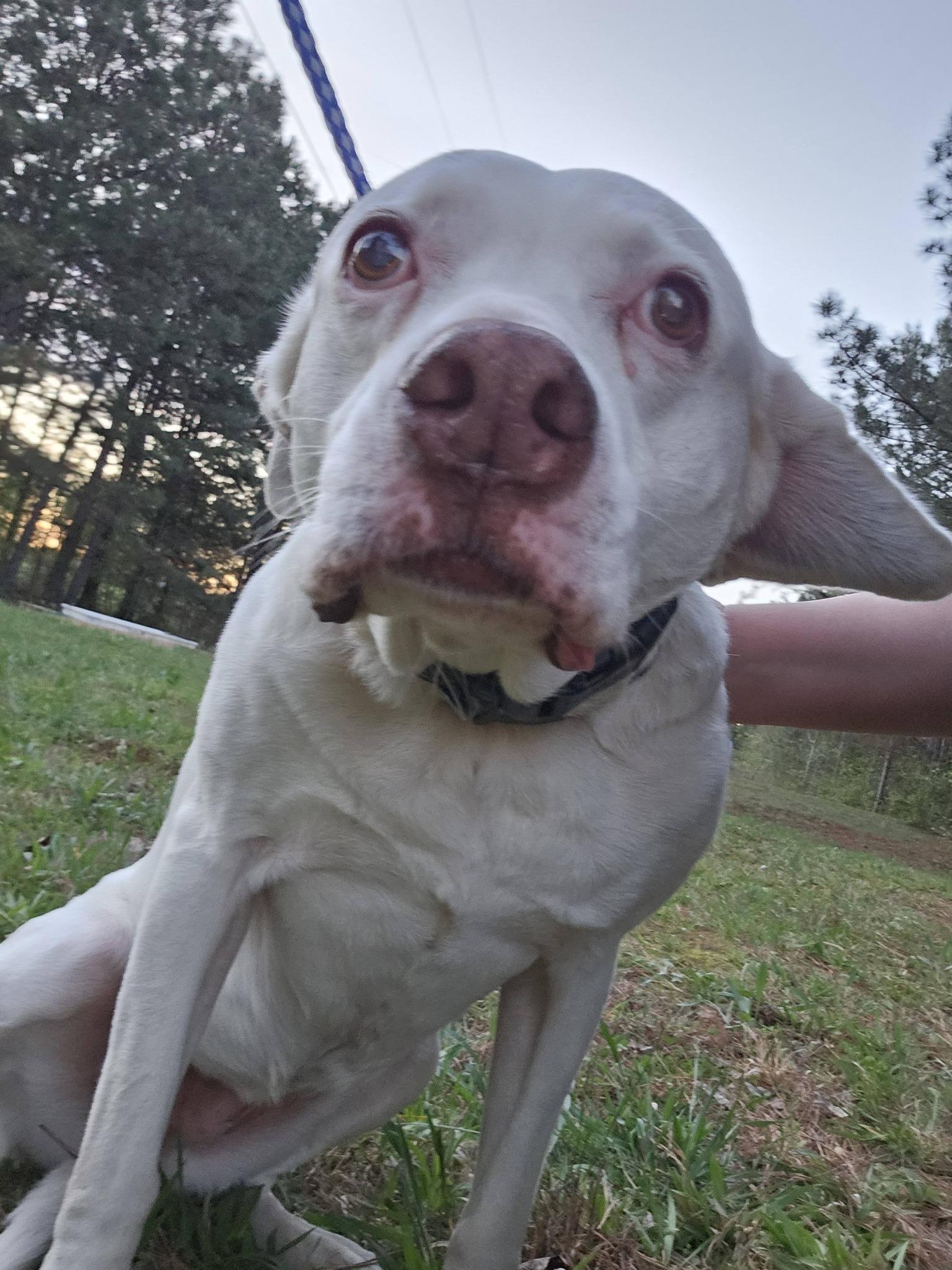 Enlarge Seraphina, a ADOPTABLE Labrador Retriever in Fort Payne, AL image 6/6