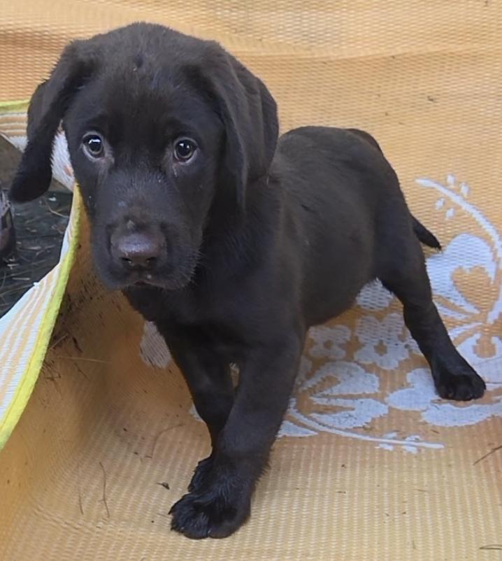 JOSH LUCAS AKC, a ADOPTABLE Chocolate Labrador Retriever in Woodsfield, OH image 4/5