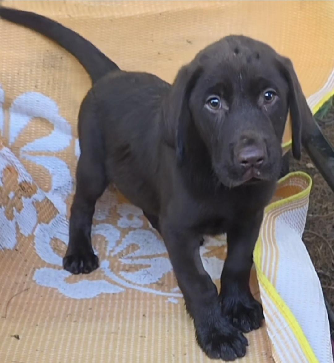 JOSH LUCAS AKC, a ADOPTABLE Chocolate Labrador Retriever in Woodsfield, OH image 2/5