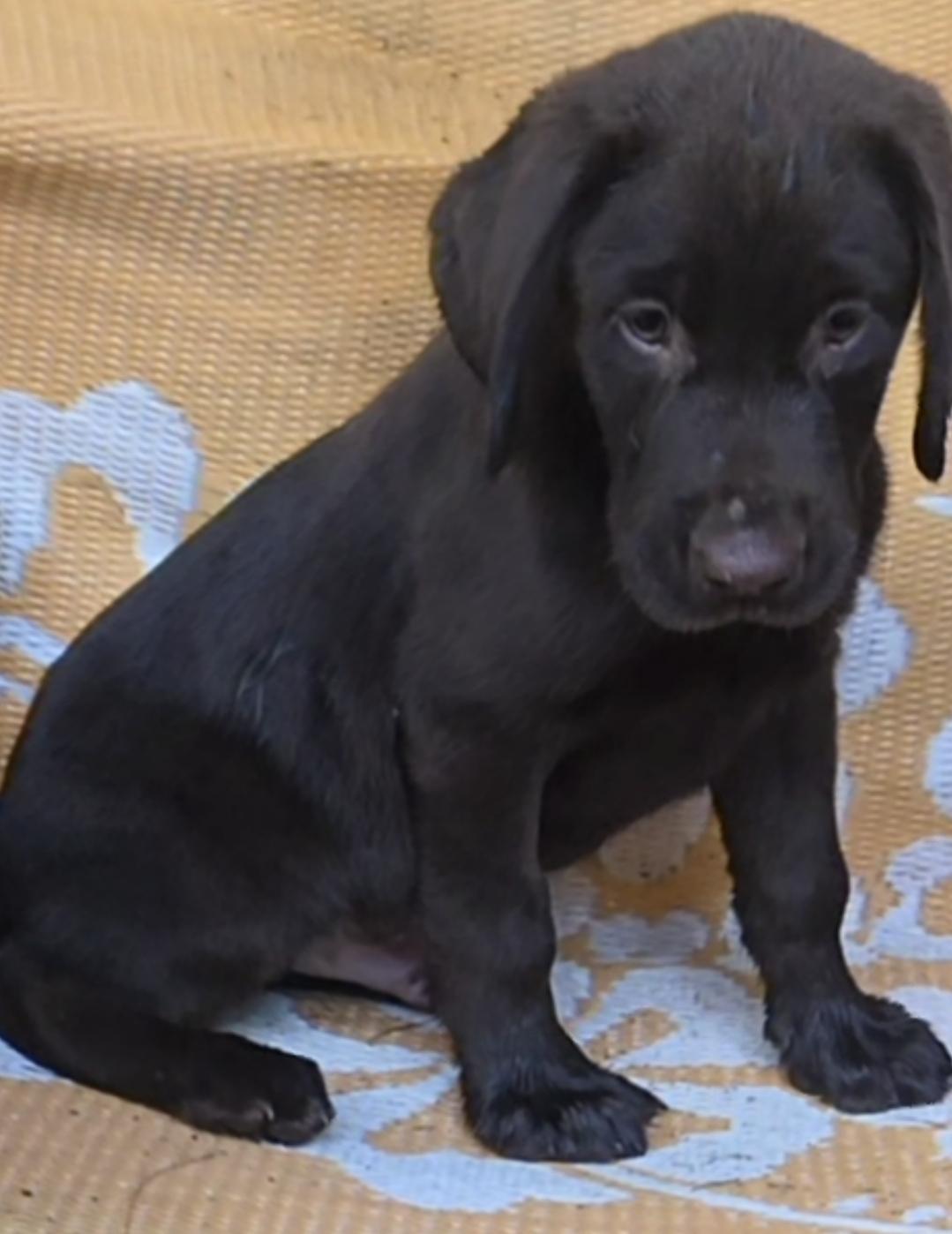 JOSH LUCAS AKC, a ADOPTABLE Chocolate Labrador Retriever in Woodsfield, OH image 1/5