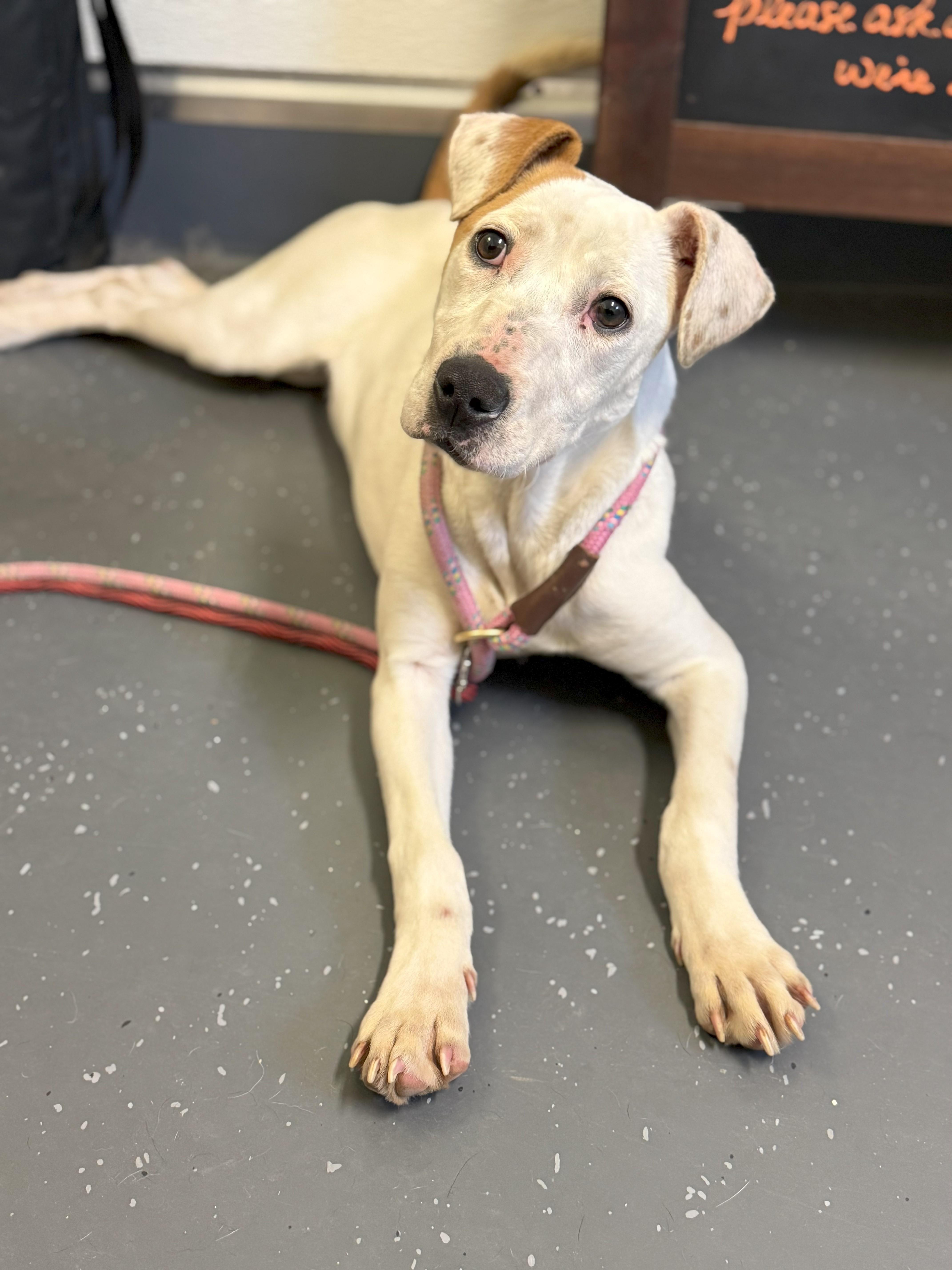 Lucy, Young Female Hound