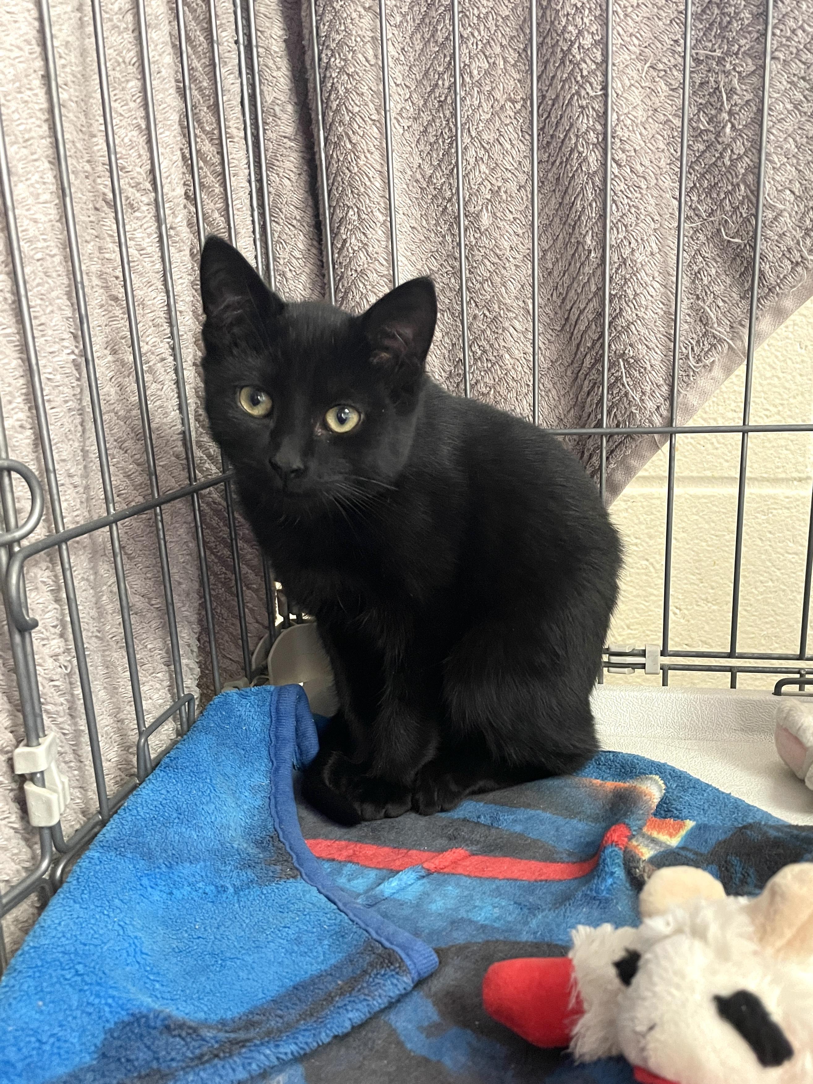 Enlarge Midnight, a Adoptable Domestic Short Hair in Wantagh, NY image 2/3