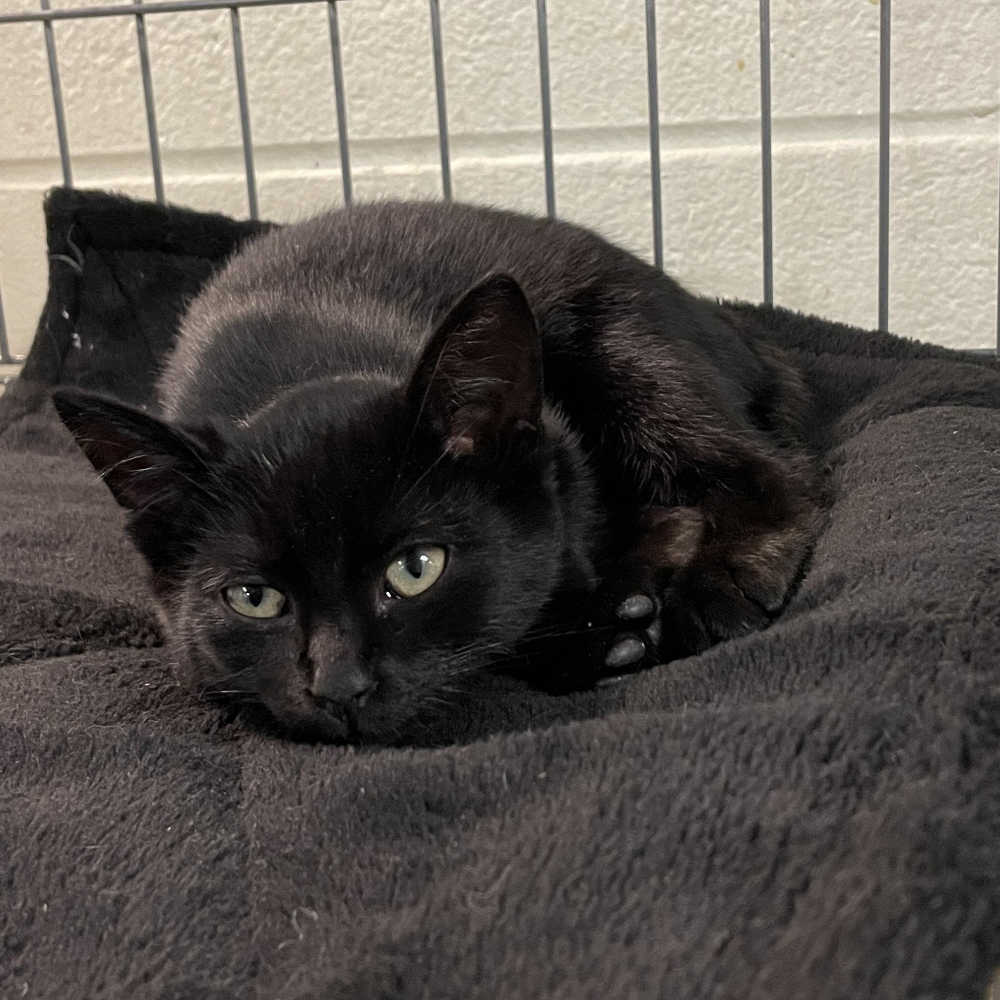 Enlarge Midnight, a Adoptable Domestic Short Hair in Wantagh, NY image 3/3
